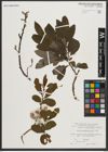 Foto von Salix appendiculata Vill.